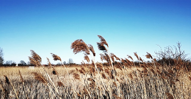 Rustig landschap in de natuur, passend bij een golfomgeving